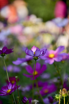 格桑花