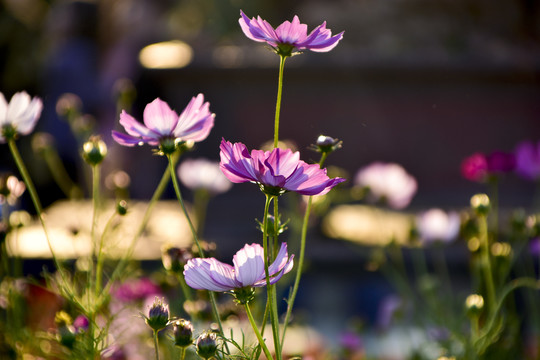 格桑花