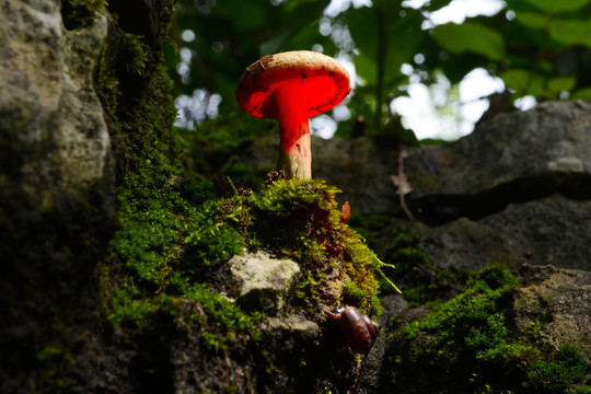 山间野蘑菇