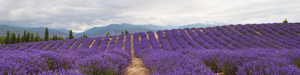 薰衣草