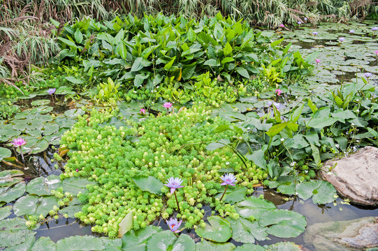 那考河湿地公园水草