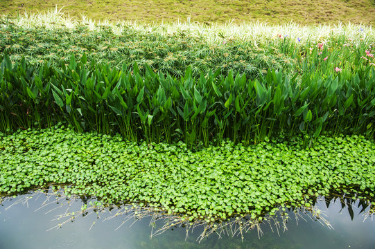 那考河湿地公园水草