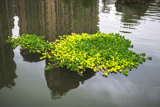 那考河湿地公园水草