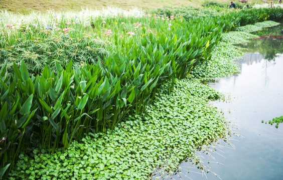 那考河湿地公园水草