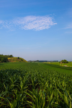 田野