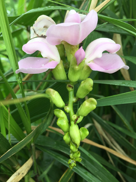 海刀豆花