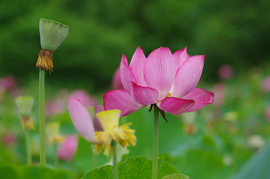 荷花