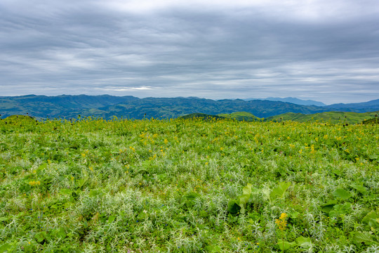 绿色山野