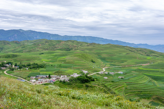 绿色土地