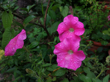 雨中花