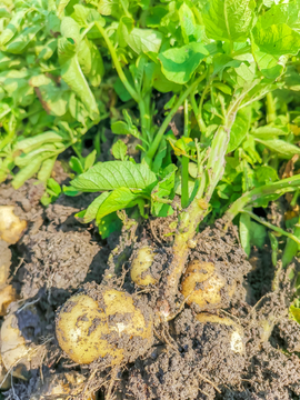 土豆种植