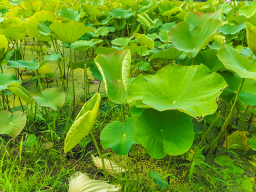 荷花池