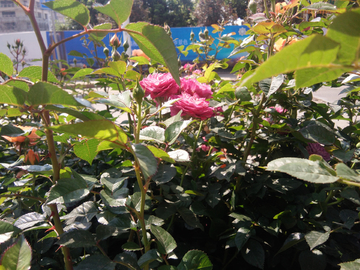 月季花