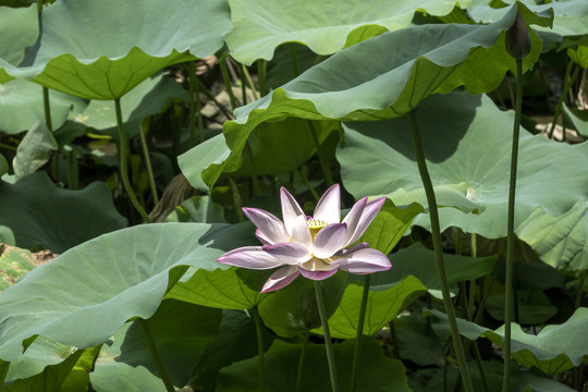 莲花图片