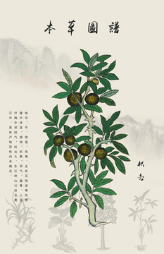 枳殼