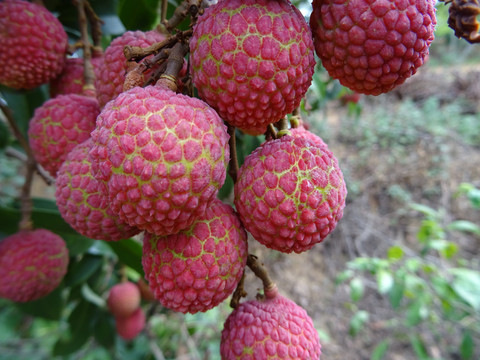 枝头荔枝