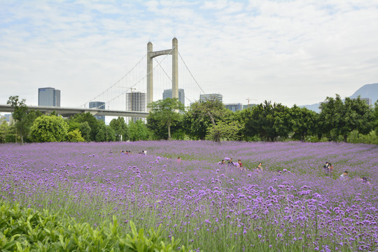 鼓山大桥花海公园