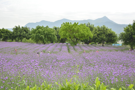 鼓山大桥花海公园