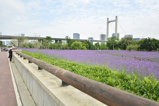 鼓山大桥花海公园