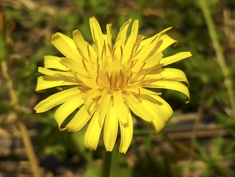 田野上黄色屋根草花特写