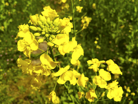 田野中黄色油菜草花特写