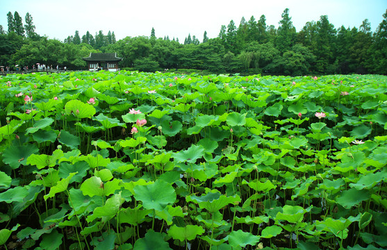 曲院风荷