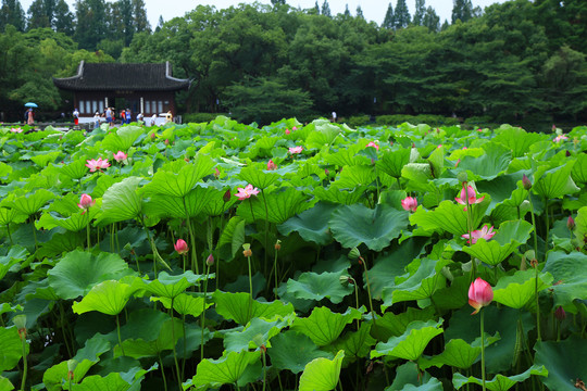 曲院风荷