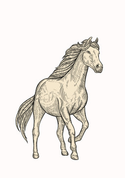 十二生肖馬