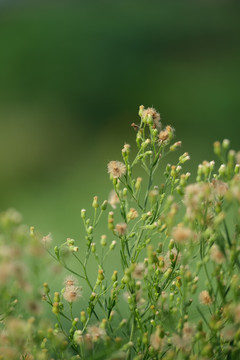 钻叶紫菀