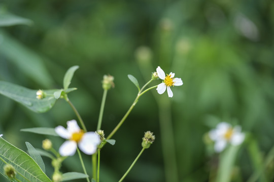 鬼针草