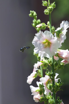 蜜蜂特写