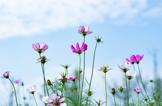 格桑花