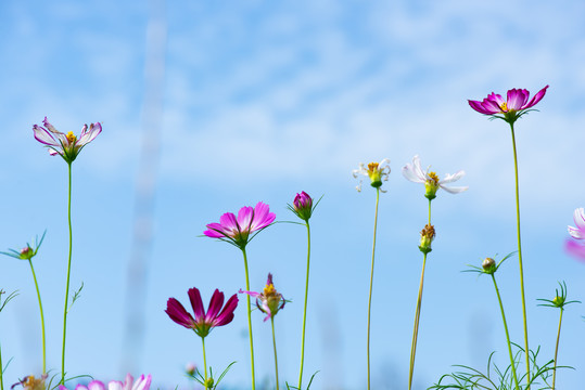 格桑花