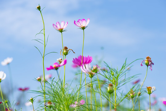 格桑花