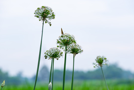 格桑花