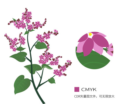 植物荞麦花手绘紫色装饰画