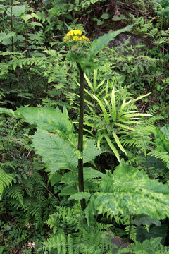 大山野草