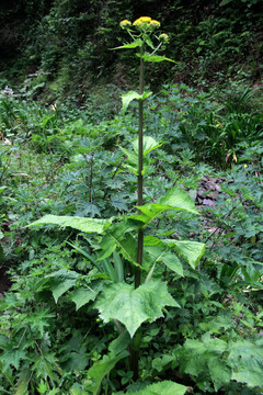 大山野草