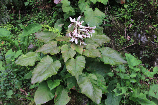 泡桐花