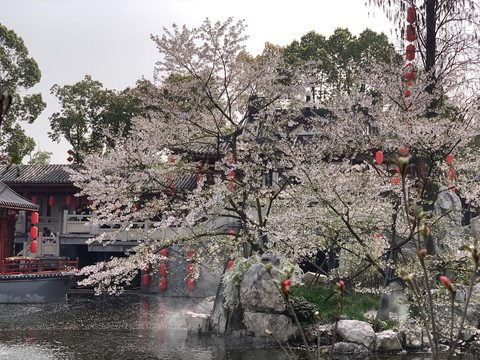 武汉东湖樱花园