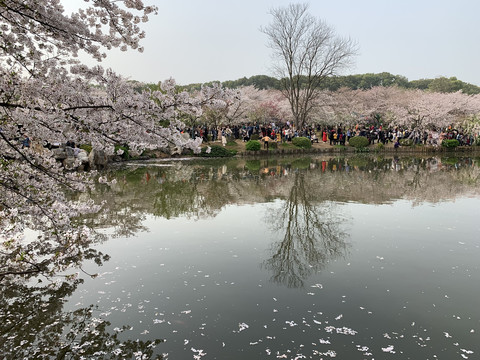 武汉东湖樱花园