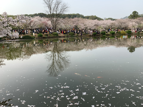 武汉东湖樱花园