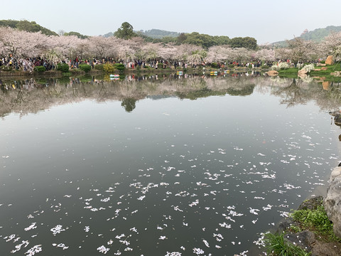 武汉东湖樱花园