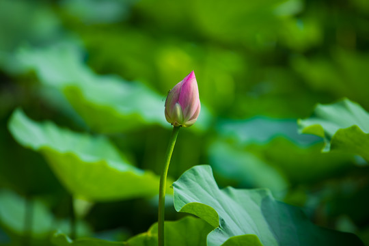 夏季荷花池含苞待放花蕾