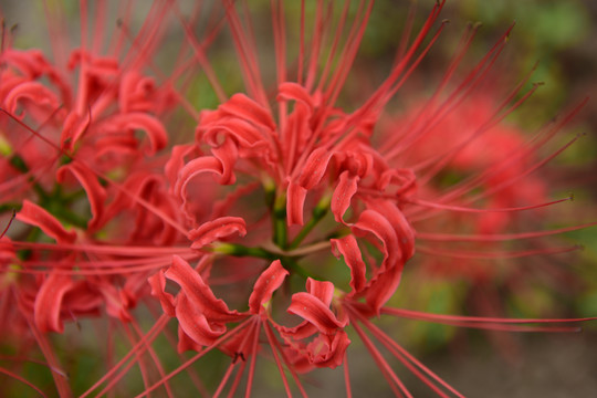 地狱花