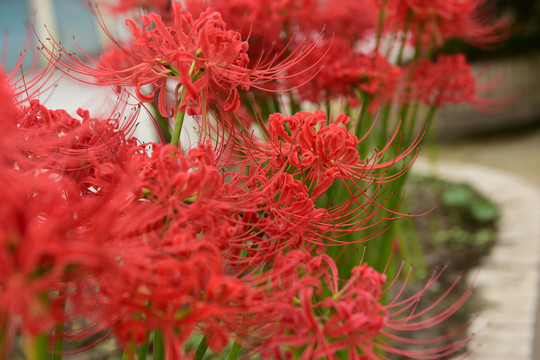 高清彼岸花