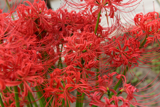 高清彼岸花