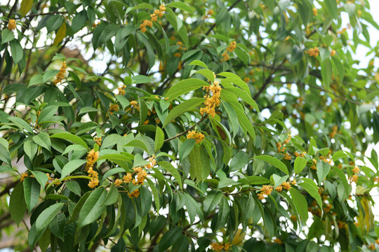 黄色桂花