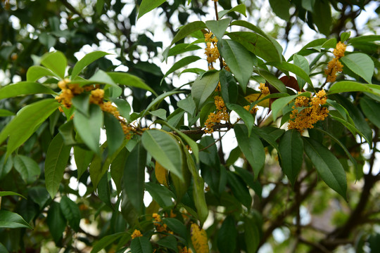 黄色桂花