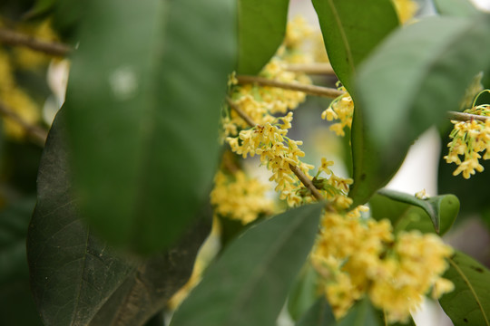 黄色桂花